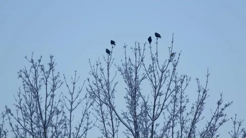 Winter Sunrise 動画素材 171686609