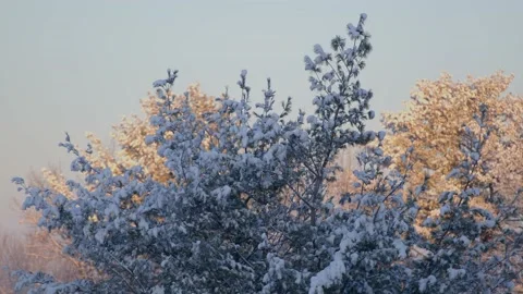 Winter Sunrise Stock Footage 171686665