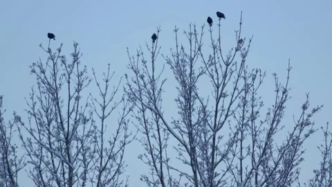 Winter Sunrise Stock Footage 171686733