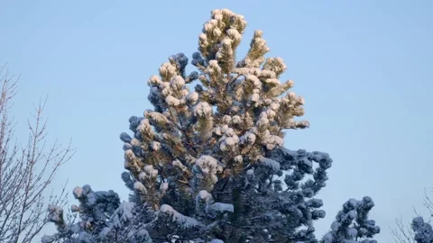 Winter Sunrise Stock Footage 171686989