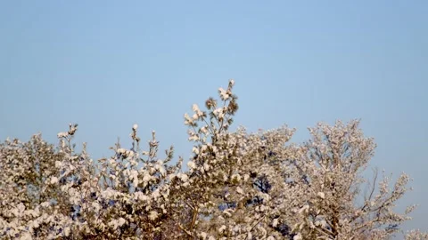 Winter Sunrise Stock Footage 171687004