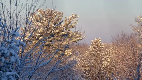 Winter Sunrise Stock Footage 171688365