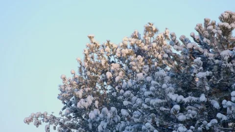 Winter Sunrise Stock Footage 171688393