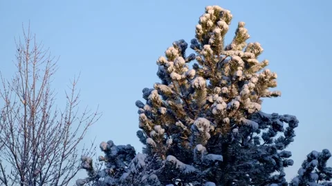 Winter Sunrise Stock Footage 171688542