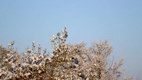 Winter Sunrise Stock Footage 171688548