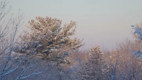 Winter Sunrise Stock Footage 171689698