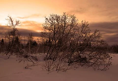 Winter sunset with alder Stock Photos