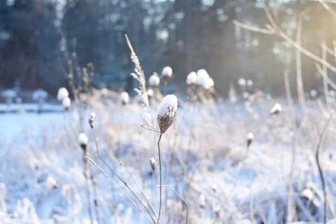 Winter Sunset and grass Stock Photos