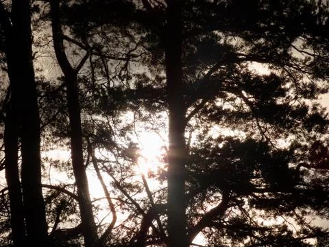Winter sunset and trees Stock Photos