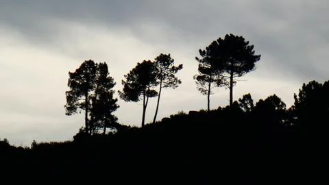 Winter sunset behind rain clouds and pine trees and bush. P1120628 Stock Photos