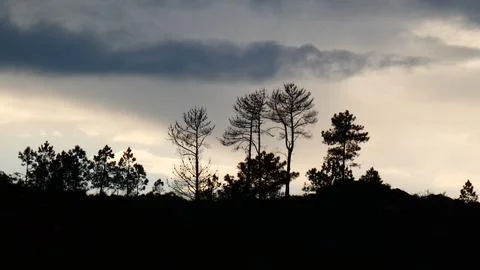 Winter sunset behind rain clouds and pine trees. Dramatic scenes. 4k P1120623 Stock Photos