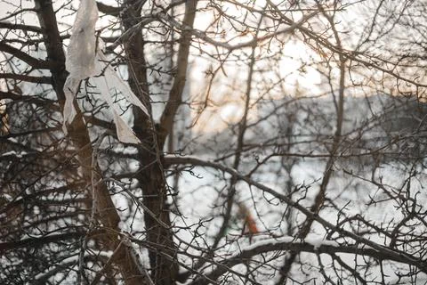 Winter sunset. Cellophane hangs on a bare tree branch Foto stock