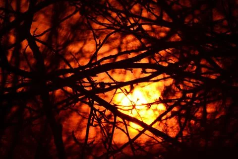 Winter sunset in a deep forest Stock Photos