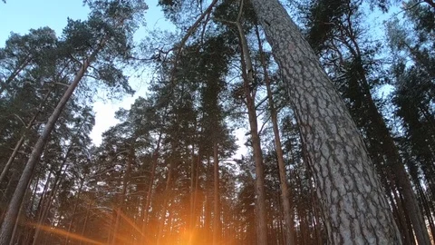 Winter sunset in the forest Stock Footage 86426107