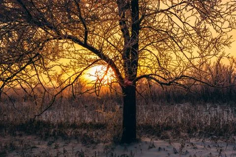 Winter sunset in forest Stock Photos