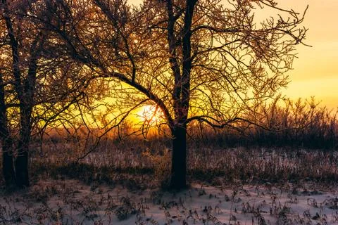 Winter sunset in forest Stock Photos