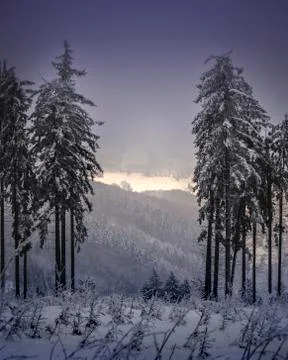 Winter sunset in the forest Stockfoto's