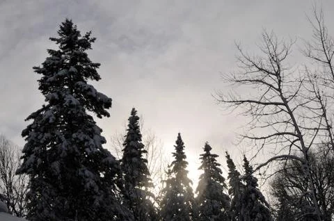 Winter sunset forest scene Stock Photos