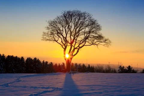 Winter sunset landscape with tree. Stock Photos
