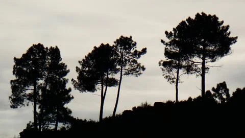 Winter sunset in the mountain with rain clouds, pine trees and bush. 4k P1120630 Foto stock