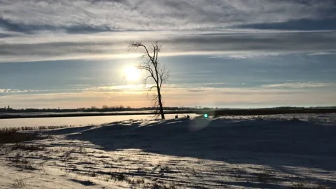 Winter Sunset with One Tree 스톡 동영상 101202090