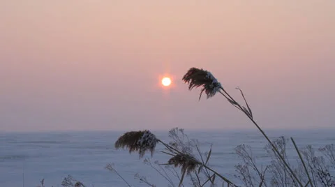 Winter sunset over the field with reed Video stock 24710412