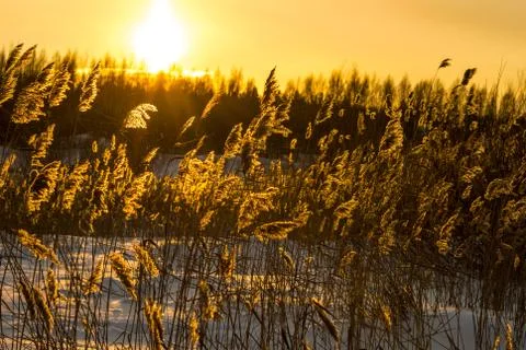 Winter sunset Foto stock