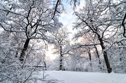 Winter sunset 스톡 사진