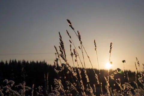 Winter Sunset Stock Photos