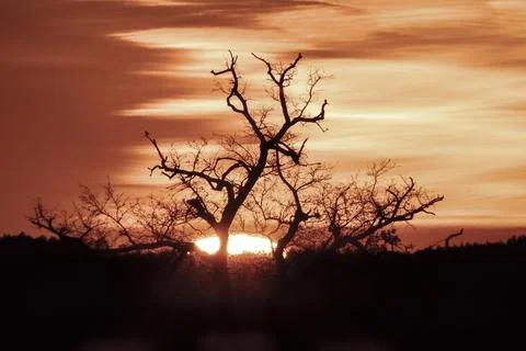 Winter sunset Stock Photos