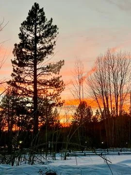 Winter Sunset with Snow and Pine Trees Stock Photos