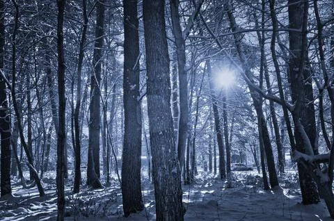 Winter sunset in a snow-covered park, with orange sunlight filtering throug.. Stock Photos