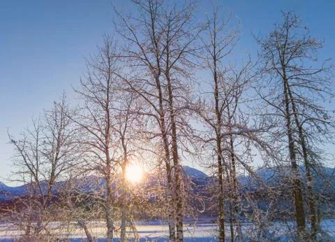 Winter sunset through birch trees Stock Photos