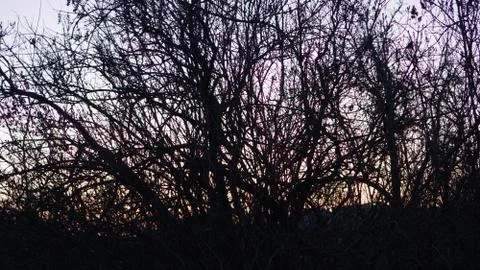 Winter sunset through the branches Stock Photos