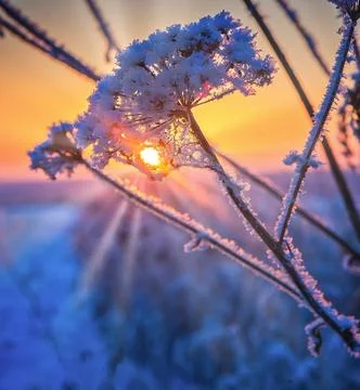 Winter sunset through the grass Stock Photos