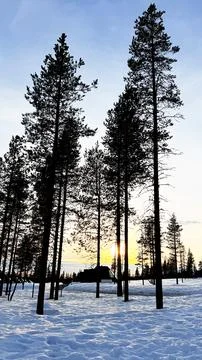 Winter Sunset Through Tall Pine Trees in Arctic Landscape Lapland Finland Foto stock