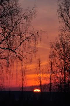 Winter sunset through transparent birch trees. The disk of the sun hides behi Stock Photos