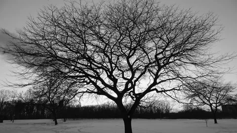 Winter sunset timelapse of moving clouds with silhouette of leafless tree Stock Footage 149863802