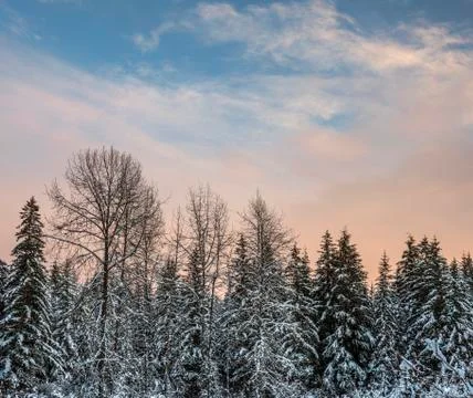 Winter sunset with trees Stock Photos