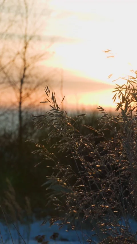 Winter sunset with a view of dry and frozen vegetation. Low temperature. Stock Footage 299975843