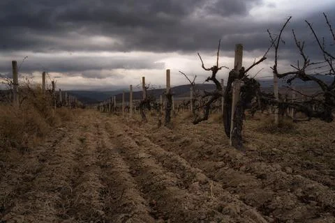 Winter sunset in the vineyard of Crimea. Moody sky Stockfoto's