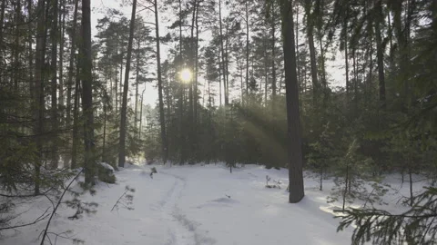 Winter sunshine in the forest, 8K Stock Footage 163115741