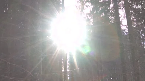Winter sunshine in the forest Stock Footage 137640548