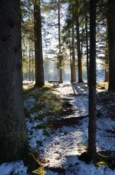 Winter sunshine in the forest Stock Photos