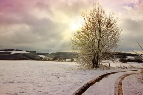 Winter sunshine through tree. Winter road and frozen tree. Stock Photos