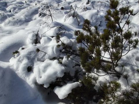 Winter Survival of a Mountain Pine Stock Photos