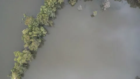 Winter swamp and Eucalyptus trees - Aerial view Stock Footage 171897278