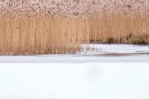 Winter swamp background Stock Photos