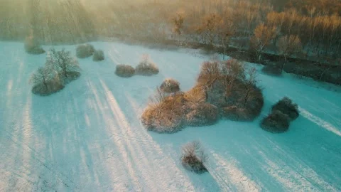 Winter swamp Video stock 262617797