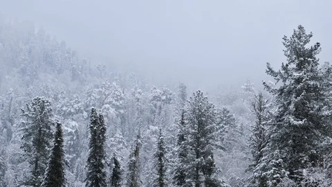 Winter taiga forest under heavy snow on the bank of Teletskoe lake Stock Footage 91543021